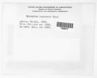 Hypoxylon leptascum image